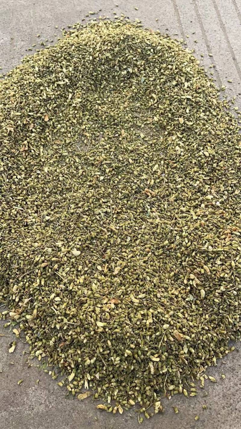 优质槐米，单季槐大量供应产地直供质量保证欢迎订购