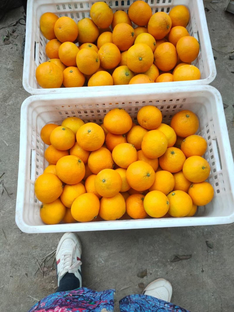 【基地直发】次果65以下非常好吃哦！快来下单吧！！！