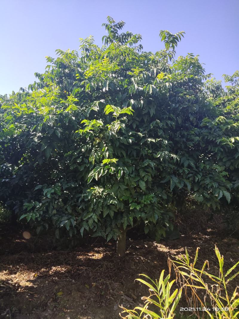 黄皮树