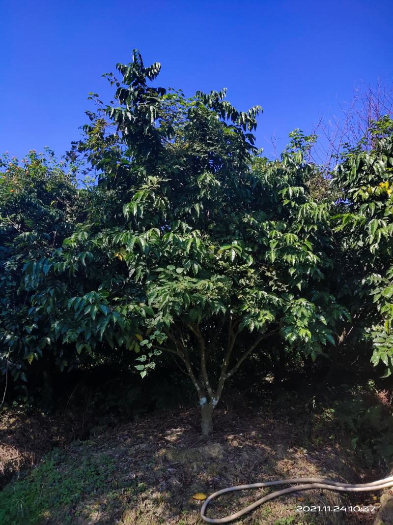 黄皮树