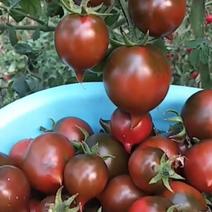 辽宁草莓西红柿，盐碱地种植，肉厚汁水多，VC含量丰富