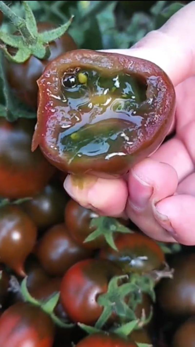辽宁紫桃西红柿盐碱地种植肉厚汁水多VC含量丰富口感好量大
