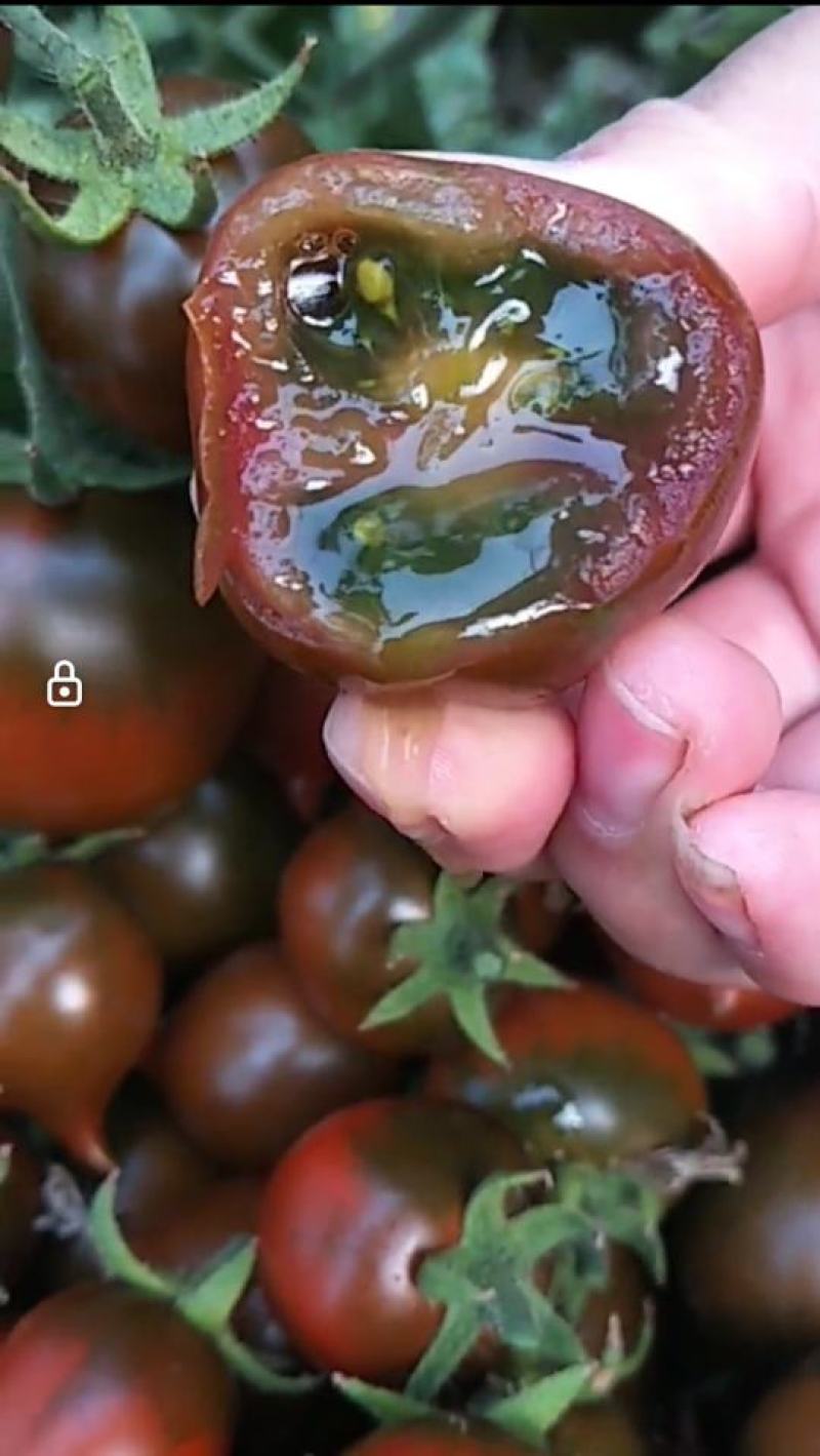 辽宁紫桃西红柿盐碱地种植肉厚汁水多VC含量丰富口感好量大