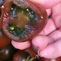 辽宁紫桃西红柿盐碱地种植肉厚汁水多VC含量丰富口感好量大