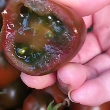 辽宁紫桃西红柿盐碱地种植肉厚汁水多VC含量丰富口感好量大