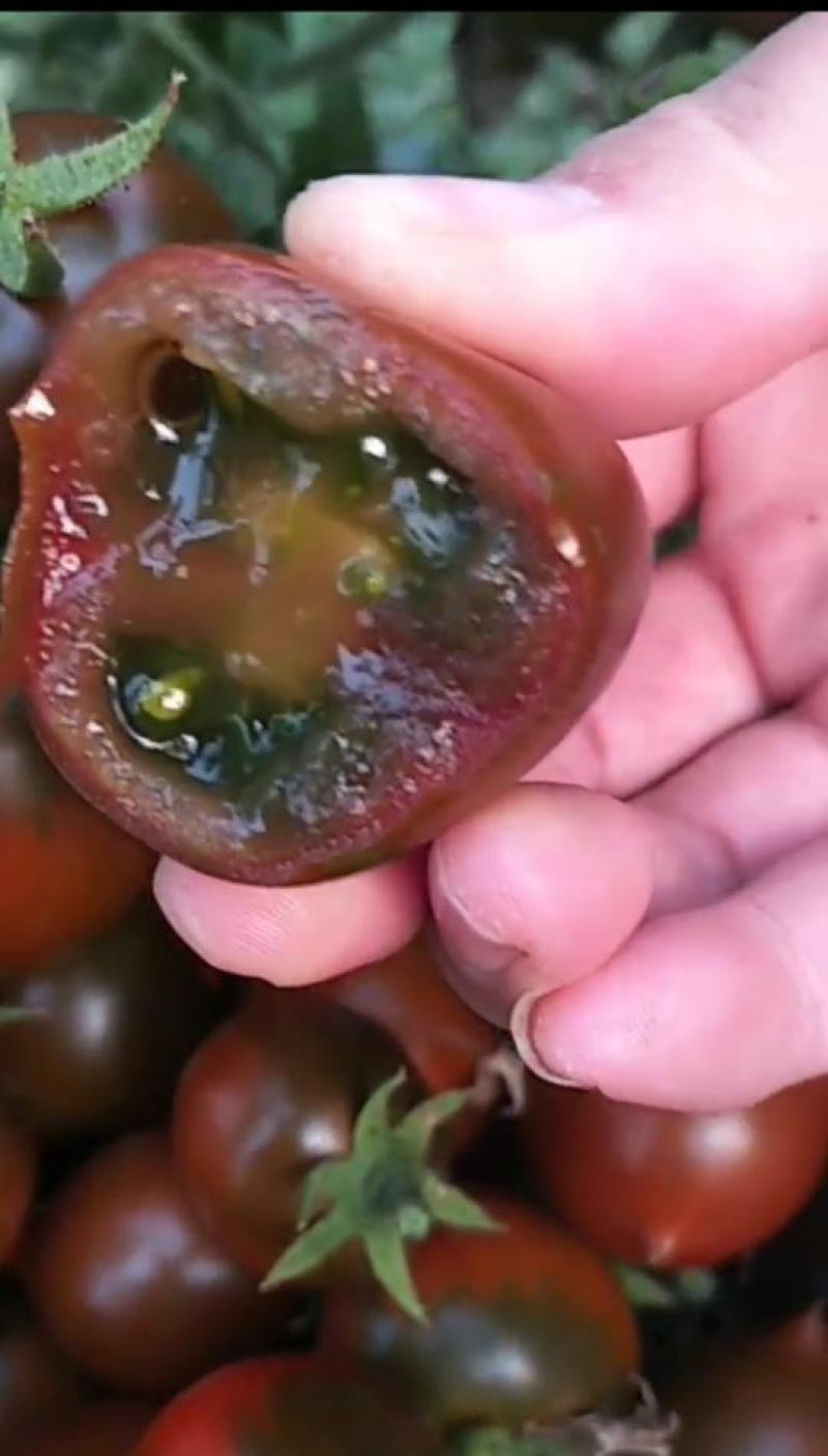 辽宁紫桃西红柿盐碱地种植肉厚汁水多VC含量丰富口感好量大