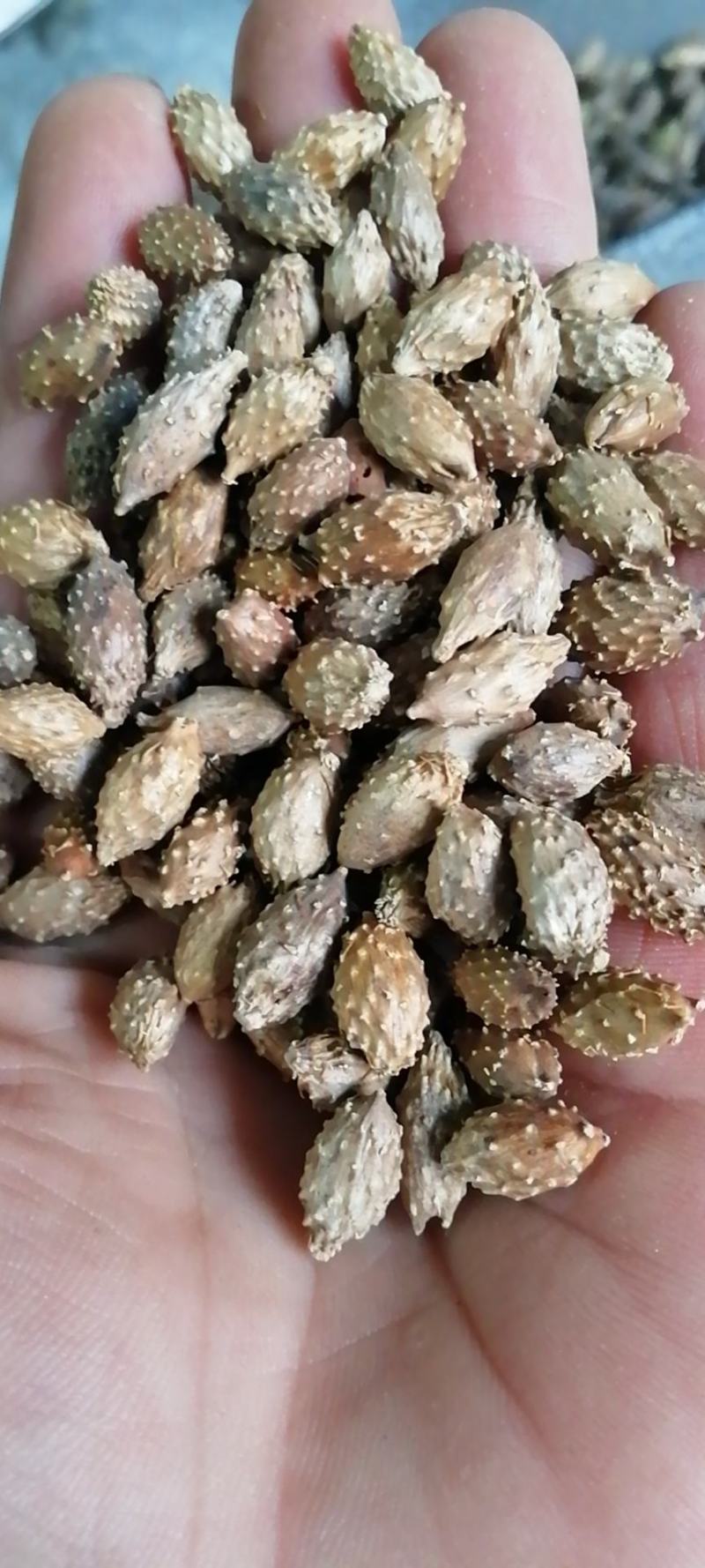 苍耳子农副产品老苍子葈耳苍刺头药店款包邮