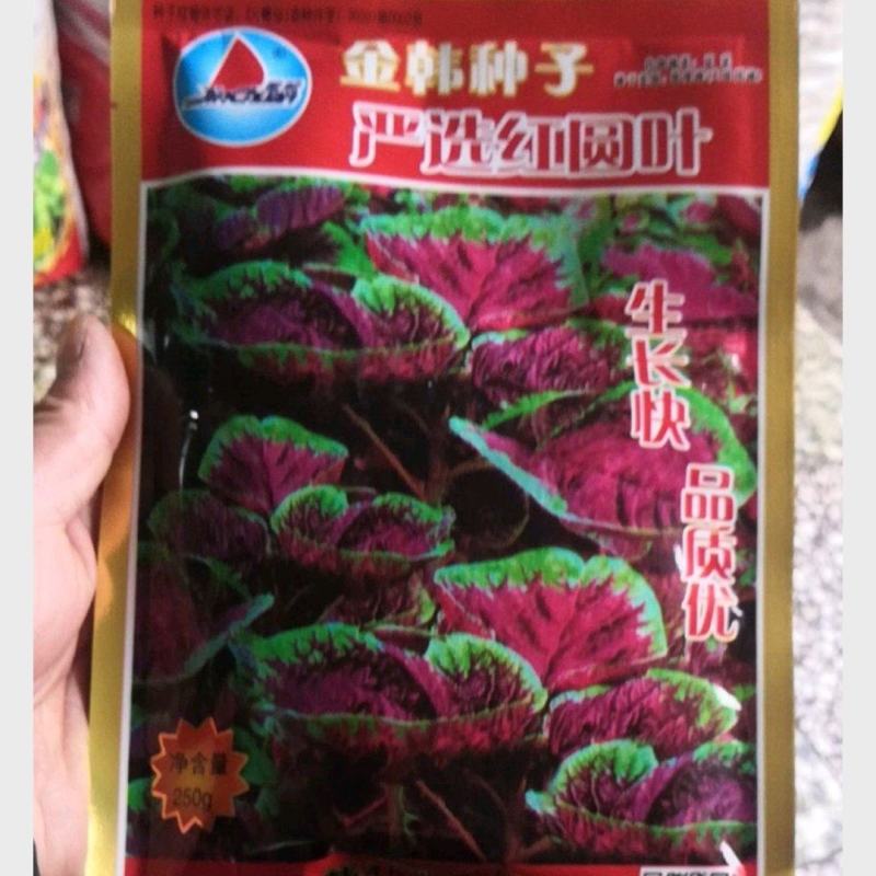 高产优质种子