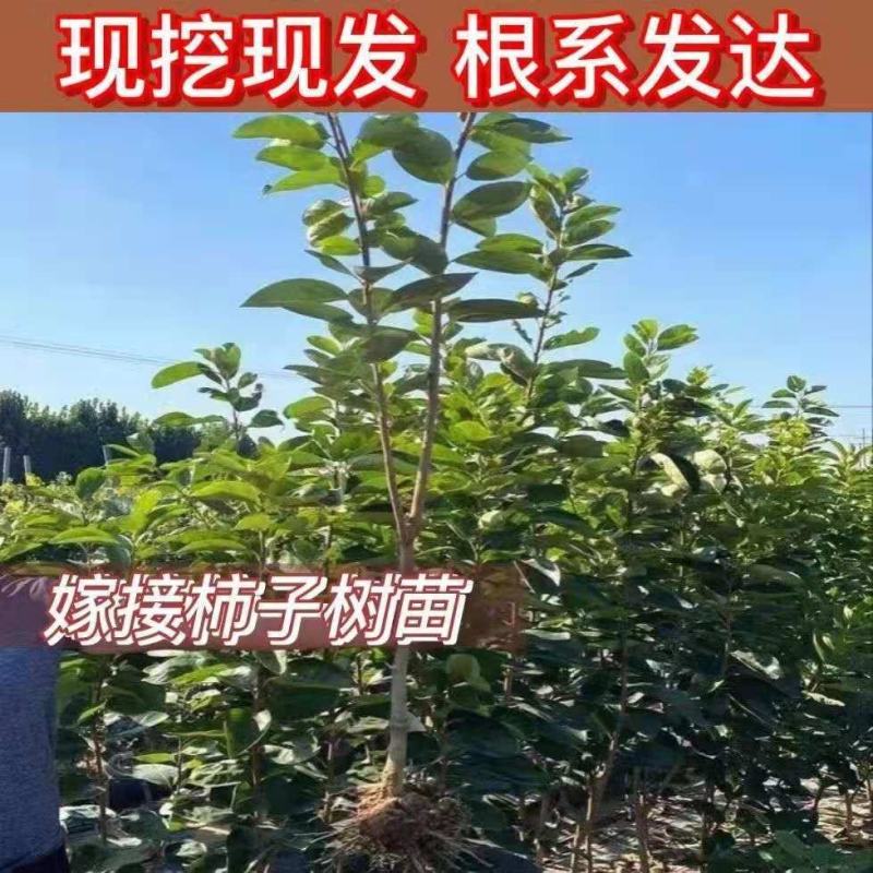 嫁接脆甜柿子苗耐寒盆栽地栽南方北方种植当年结果