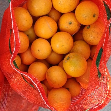 麻阳县甜橙