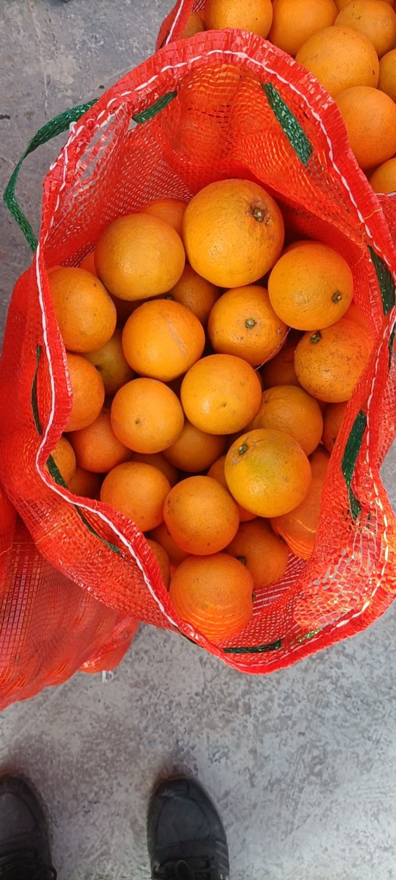 麻阳县甜橙
