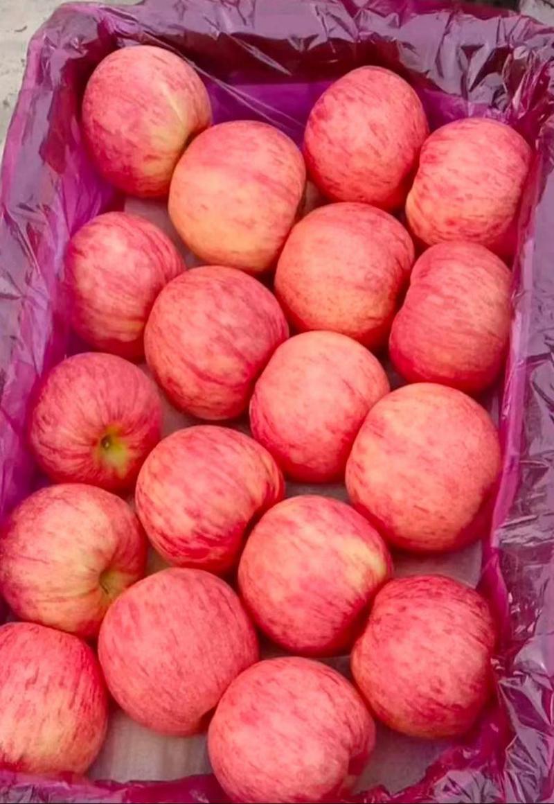 【产地】山东红富士苹果又脆又甜！全年有货低价供应品质保证