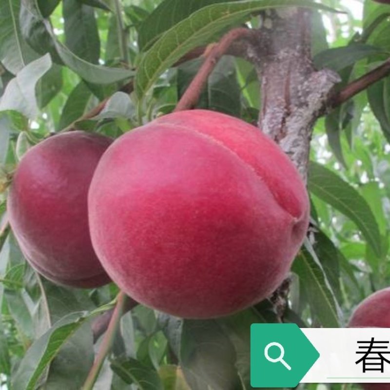 春丽桃苗早熟个头大耐储存基地发货现挖现发保湿邮寄品种纯正