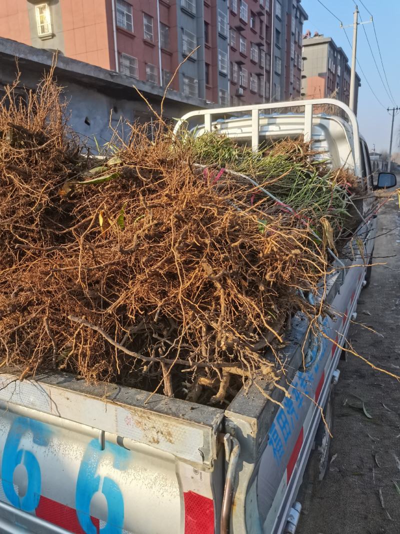 春丽桃苗早熟个头大耐储存基地发货现挖现发保湿邮寄品种纯正