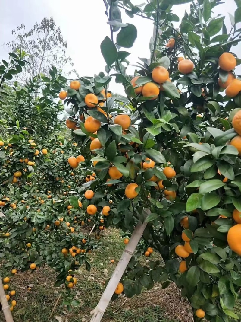 八月桔大量上市口感很好细皮嫩肉饱满多汁