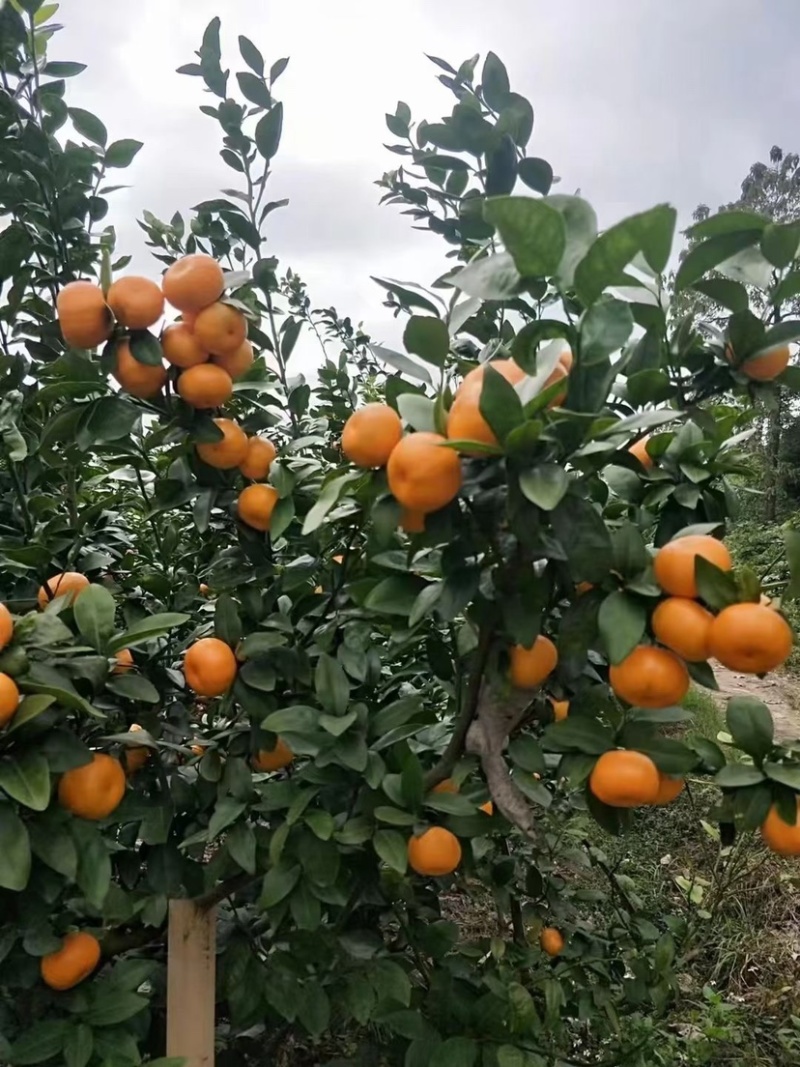 八月桔大量上市口感很好细皮嫩肉饱满多汁
