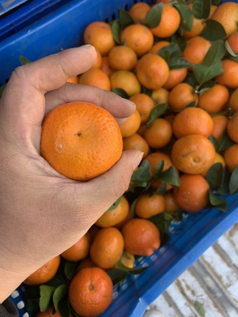 八月桔大量上市口感很好细皮嫩肉饱满多汁