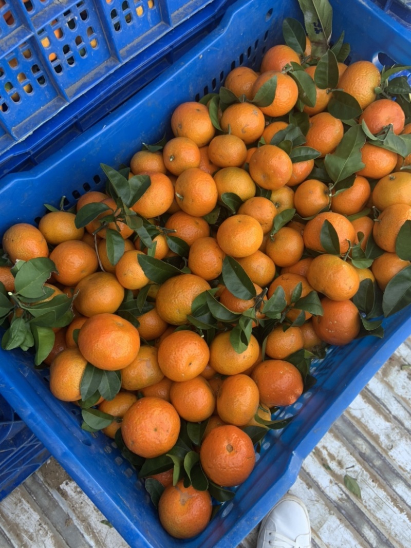 八月桔大量上市口感很好细皮嫩肉饱满多汁