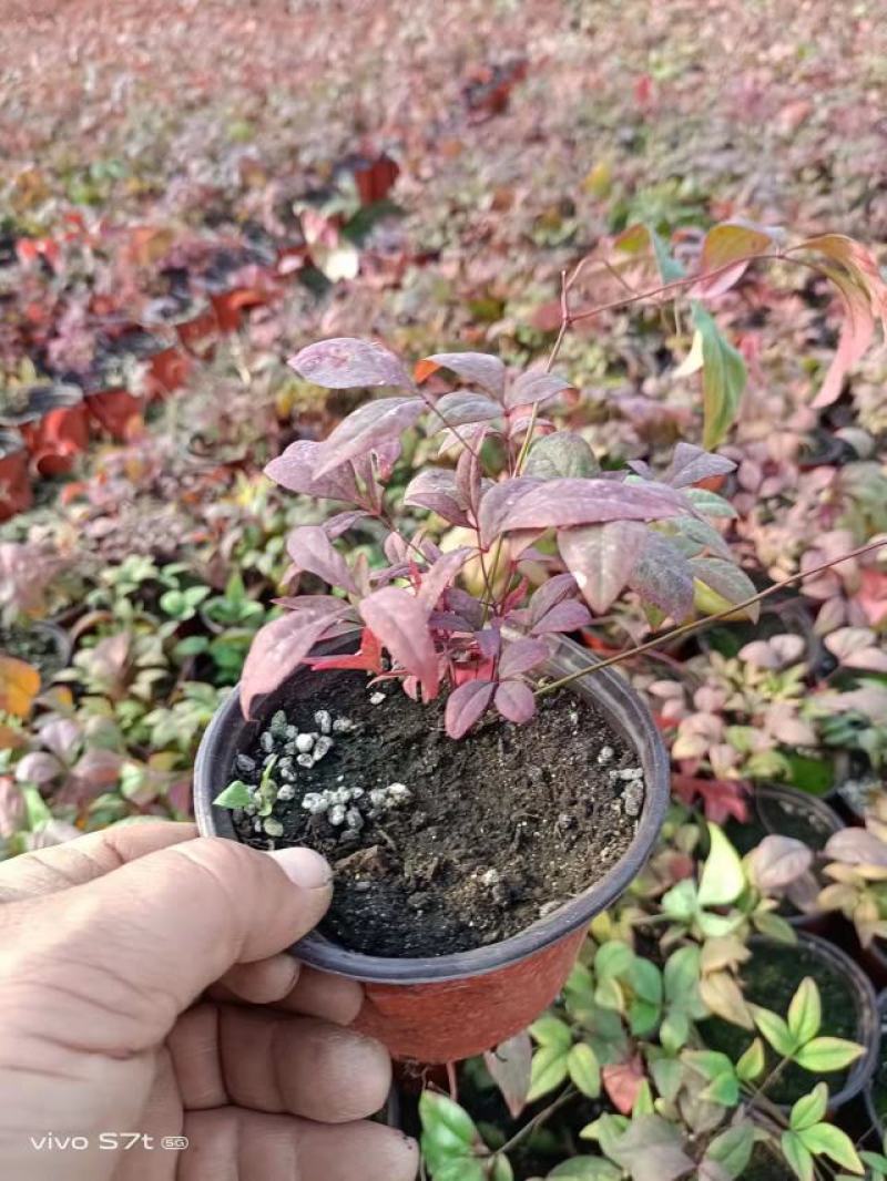 火焰南天竹大量现货质量好价格优一手货源地头价
