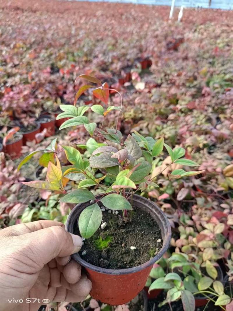 火焰南天竹大量现货质量好价格优一手货源地头价