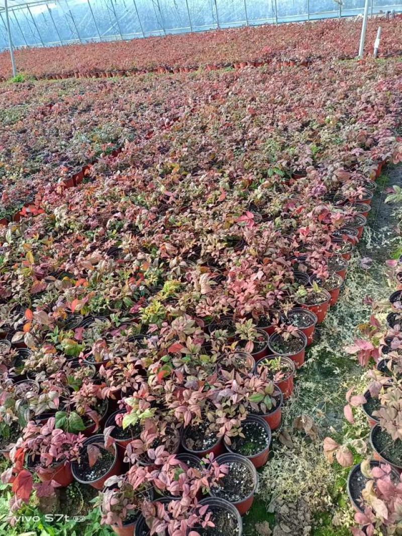 火焰南天竹大量现货质量好价格优一手货源地头价