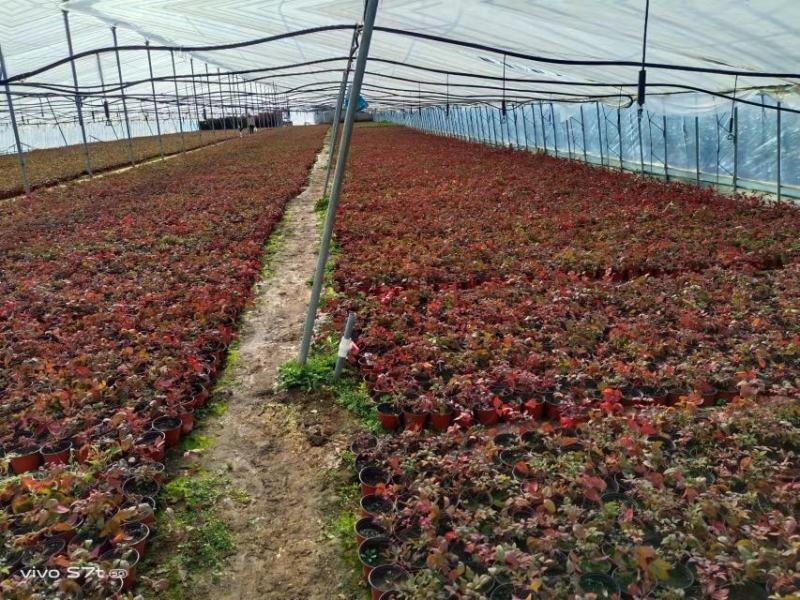 火焰南天竹大量现货质量好价格优一手货源地头价