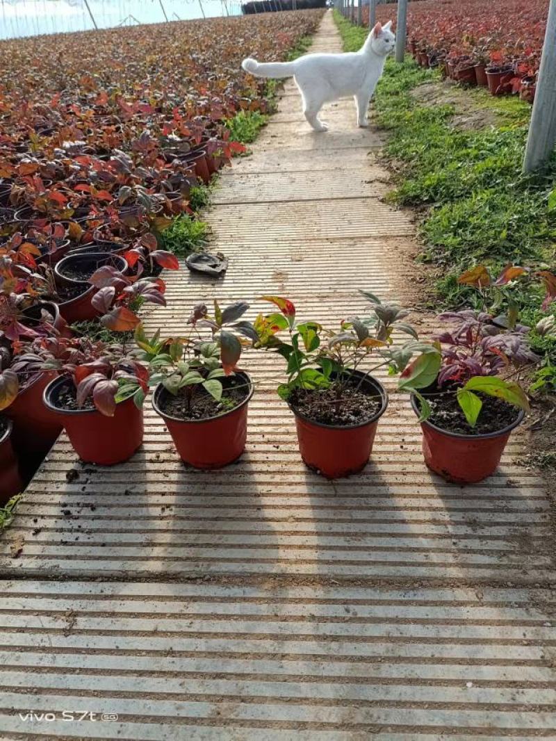 火焰南天竹大量现货质量好价格优一手货源地头价
