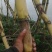 水果甘蔗