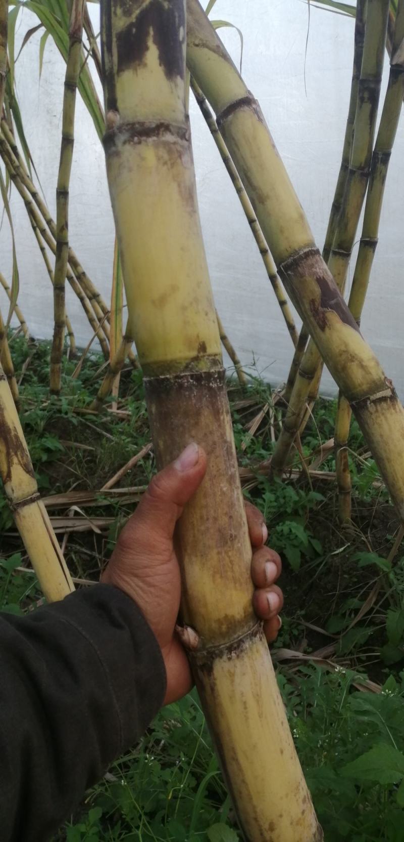 水果甘蔗