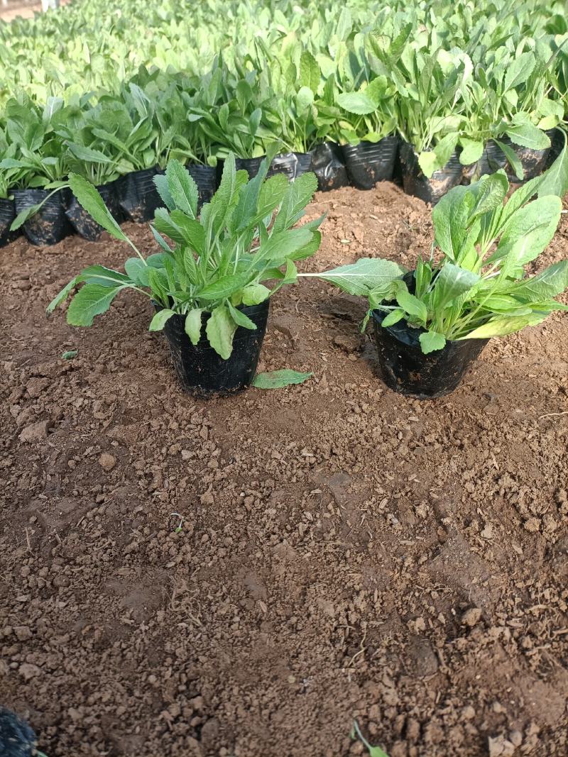 地被鼠尾草价格便宜质量很好地头价格一手货源