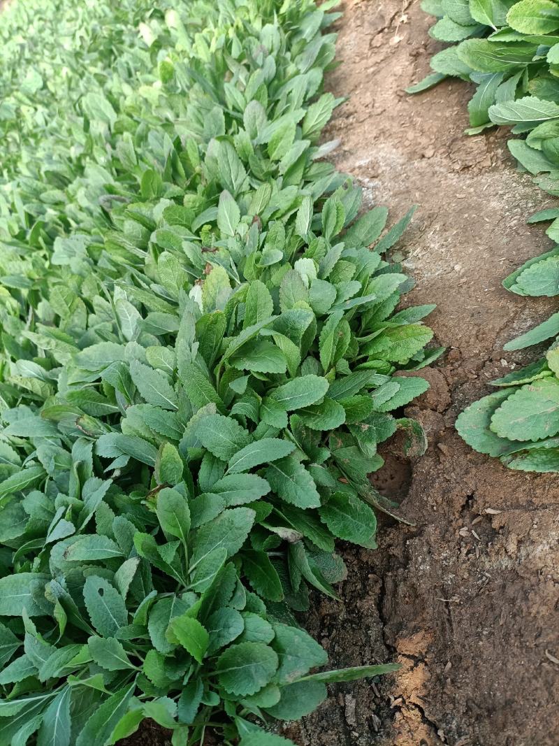地被鼠尾草价格便宜质量很好地头价格一手货源