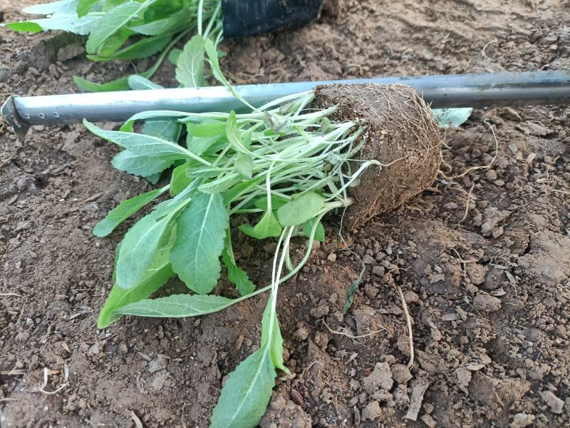 地被鼠尾草价格便宜质量很好地头价格一手货源