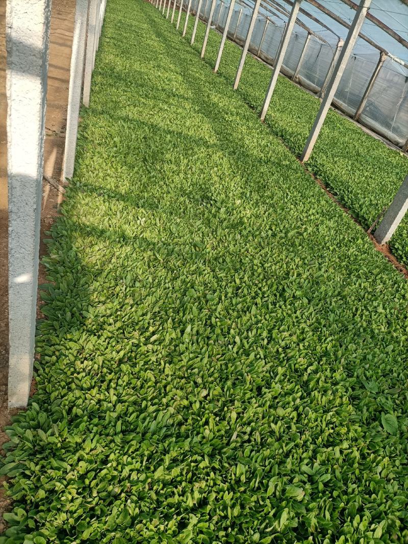 地被鼠尾草价格便宜质量很好地头价格一手货源