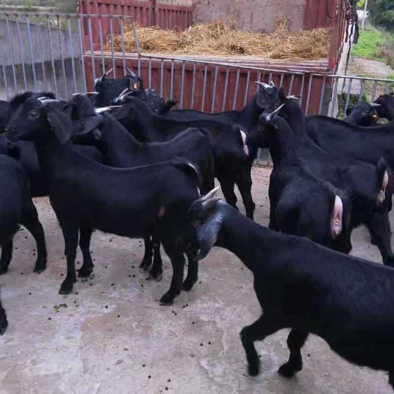 纯种努比亚黑山羊活羊出售整只小羊羔成年羊怀孕母羊种公羊子