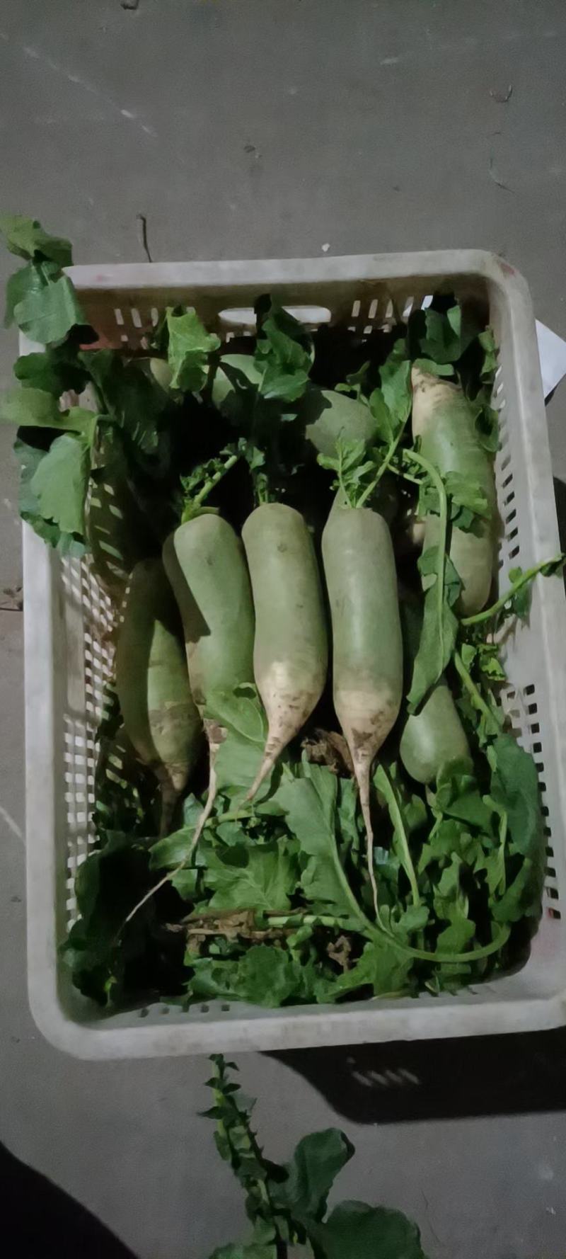 沙窝萝卜，脆甜多汁爽口的七星水果萝卜，整车发货，一件代发