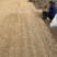 安徽基地暖季节百慕大狗牙根草卷质好价优！无中间环节。