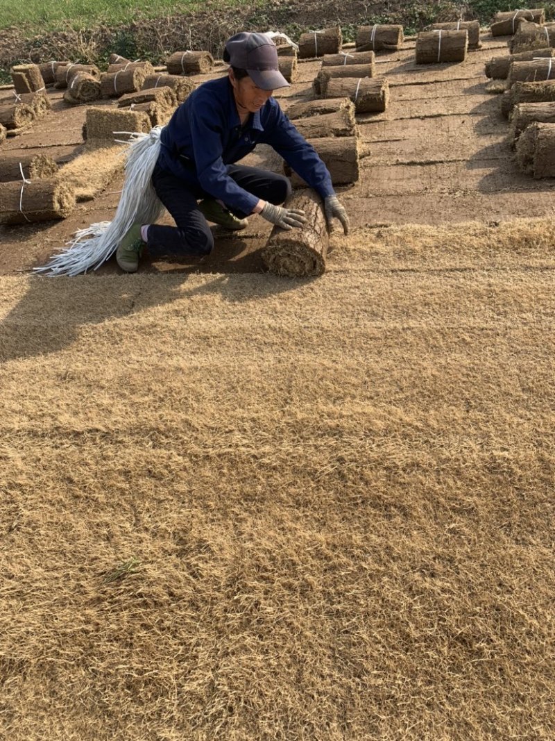 安徽基地暖季节百慕大狗牙根草卷质好价优！无中间环节。