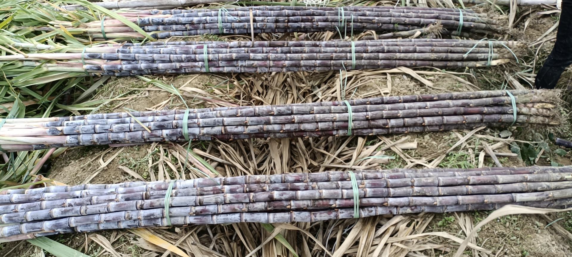 农民在田间收割高粱场景