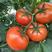 大红番茄苗，以色列进口品种，高桩自封顶，耐运输，精品率高