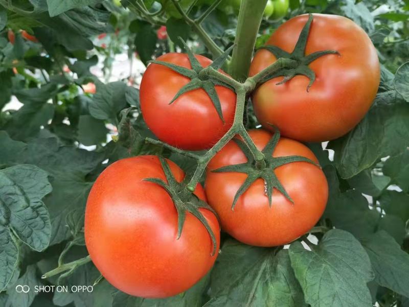 大红番茄苗，以色列进口品种，高桩自封顶，耐运输，精品率高