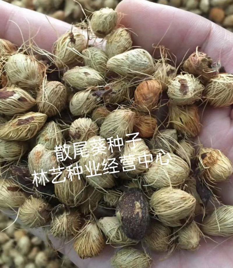 散尾葵种子林木种籽国产散装四季多年生景观凤尾竹