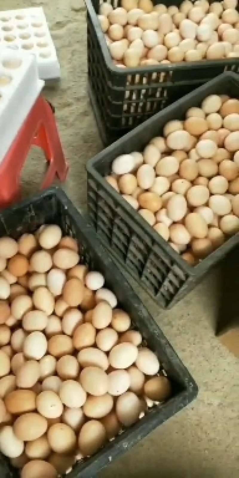 鸡种蛋血毛公鸡种蛋批发零售麻鸡种蛋批发零售