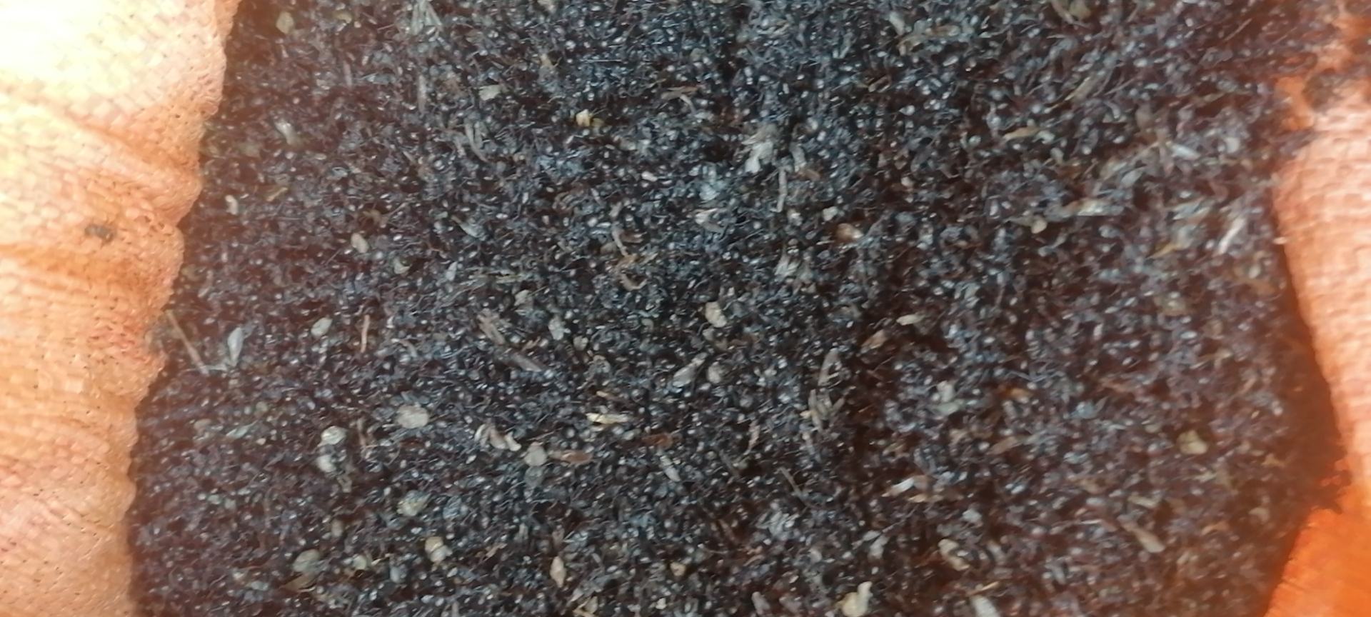 黑芝麻特写,展示其饱满的颗粒和天然的黑色色泽 黑芝麻特写