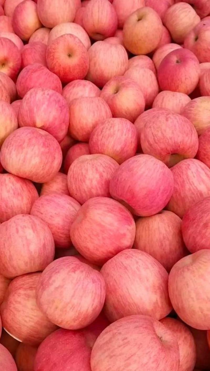 【产地】红富士苹果脆甜多汁色泽鲜艳条纹全红价格便宜