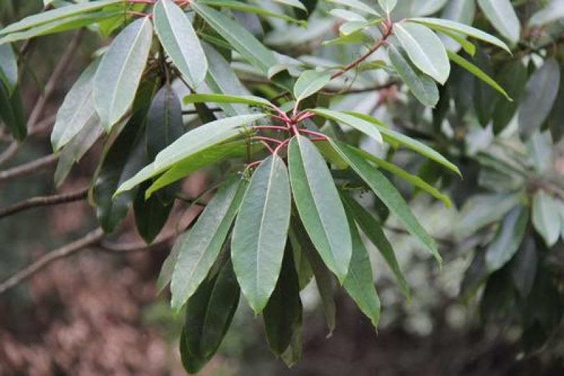 林木种子虎皮楠种子量大优惠提供种植方法