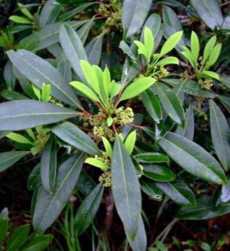 林木种子虎皮楠种子量大优惠提供种植方法