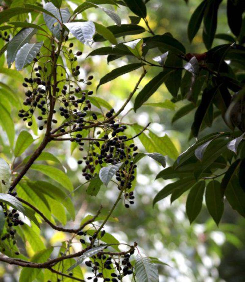 林木种子虎皮楠种子量大优惠提供种植方法