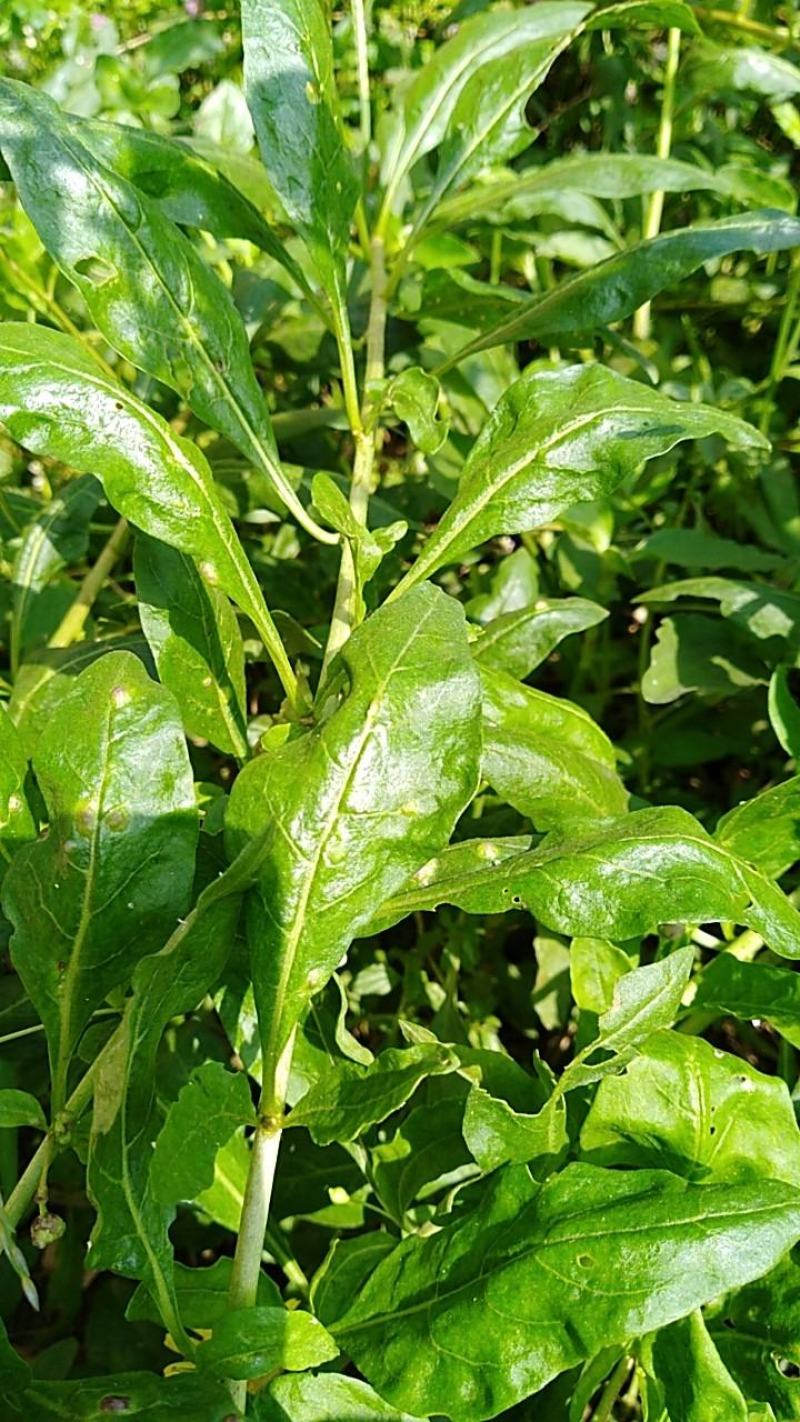 枸杞苗叶用枸杞菜苗大叶果菜两用韩国枸杞种苗