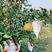 安岳春见柑桔橘子耙耙柑成熟了，自家果园需要的老板随时联系
