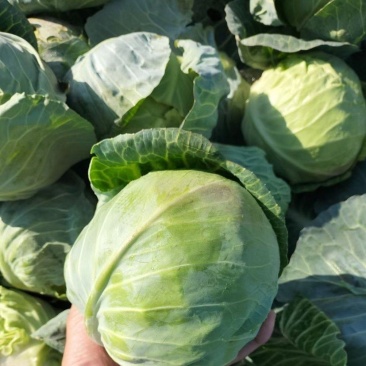 湖北精品圆包菜甘蓝1.5-2斤质量保证！一手货源